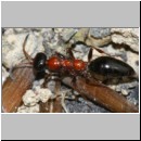 Methocha ichneumonides - Trugameise w09a 9mm.jpg